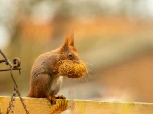 Tiere 0206013